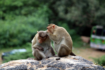 Obraz premium Bonnet Macaque Monkeys Grooming Each Other