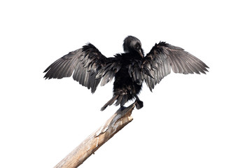 Microcarbo niger suns itself to dry its feathers after getting out of the lagoon isolated on a white background.