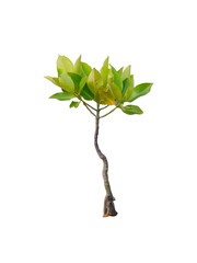 Mangrove tree isolated on white background with clipping path 