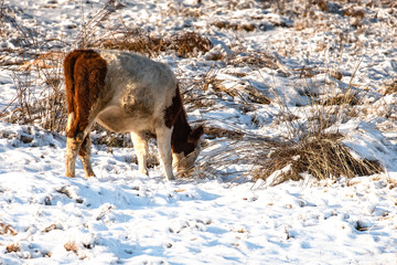 young calves graze in a field in winter, looking for grass under the snow