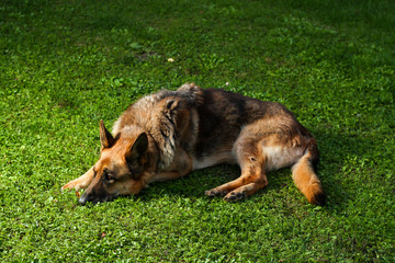Beautiful garden view of lovely German shepherd dog laying in grass.