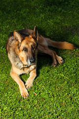 Beautiful garden view of lovely German shepherd dog laying in grass.