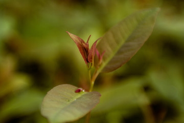  eucalyptus seedlings blooming in seedling nursery