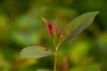 eucalyptus seedlings blooming in seedling nursery
