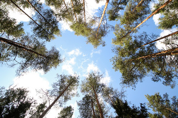 Forest style artistic perspective view with wide angle lens facing the sky. Cloudy day with small white clouds in the sky.