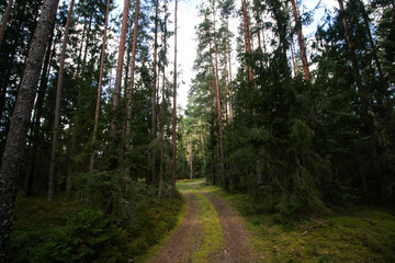 Beautiful countryside view of old forest in Europe-Latvia. Natural forest in a hot, sunny summer day with bright blue sky with clouds.