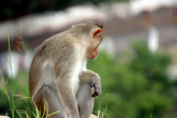 Bonnet Macaque Monkey