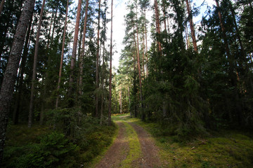 Beautiful countryside view of old forest in Europe-Latvia. Natural forest in a hot, sunny summer day with bright blue sky with clouds.