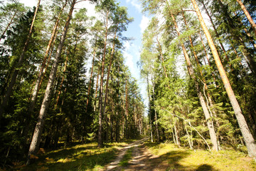 Beautiful countryside view of old forest in Europe-Latvia. Natural forest in a hot, sunny summer day with bright blue sky with clouds.