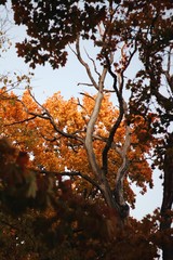 Withered oak tree in autumn 