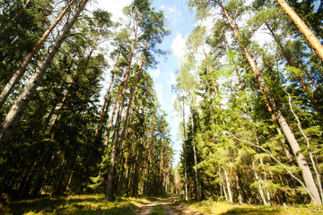 Beautiful countryside view of old forest in Europe-Latvia. Natural forest in a hot, sunny summer day with bright blue sky with clouds.