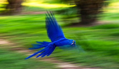 Hyacinth Macaws in flight. South America. Brazil. Pantanal National Park.