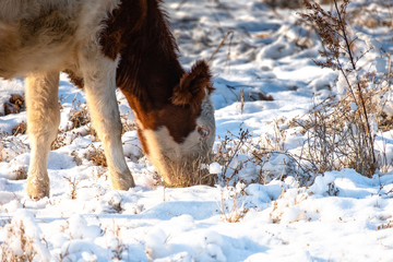 young calves graze in a field in winter, looking for grass under the snow