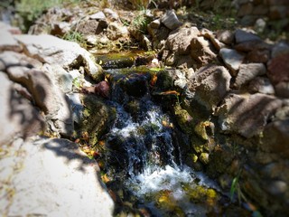 water in a botanical garden