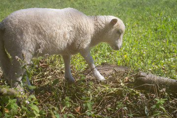 Obraz na płótnie Canvas Cute white lamb in countryside. Small fluffy sheep in pasture. Farm animals concept. Friendly domestic lamb. Rural life scene. Baby sheep. 