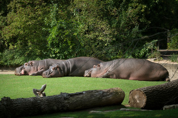 three hippos lie on the green grass to rest. the concept of body positive