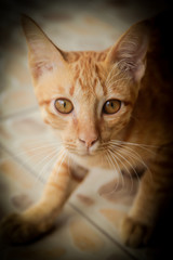 Cat breeds Thailand.