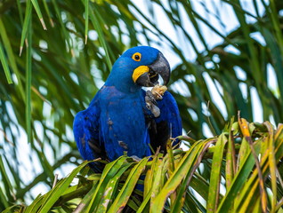 Hyacinth Macaw is sitting on a palm tree and eating nuts. South America. Brazil. Pantanal National Park.