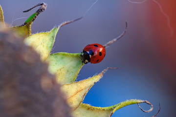 Macro of ladybug on a blade of sunflower n the morning sun