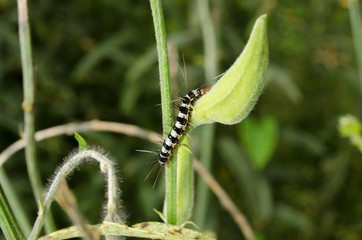 caterpillar on leaf