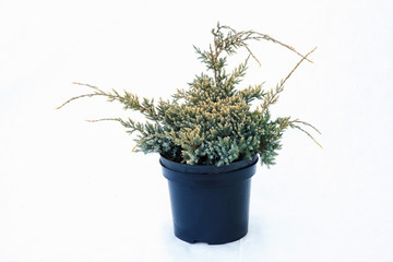 Fototapeta premium Potted tree on a white background