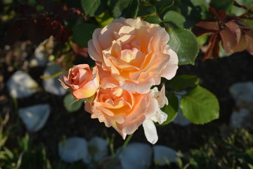 Rose orange 02