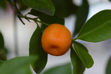 L'oranger