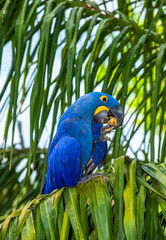 Hyacinth Macaw is sitting on a palm tree and eating nuts. South America. Brazil. Pantanal National Park.