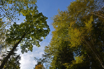 Forêt du Jura