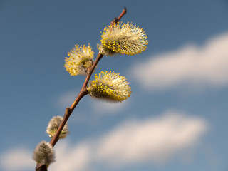 Beautiful branches pussy willow against the blue sky, easter palm sunday holiday