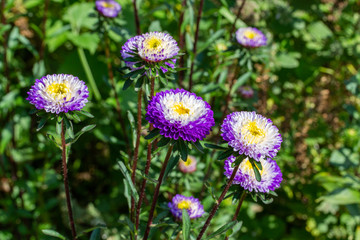 Blossom aster callistephus purple white with a yellow middle. Tall stems of blooming callistephus in nature.
