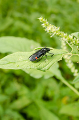 fly on leaf