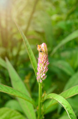close up of a flower