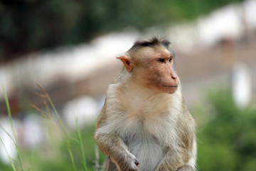 Fototapeta premium Bonnet Macaque Monkey