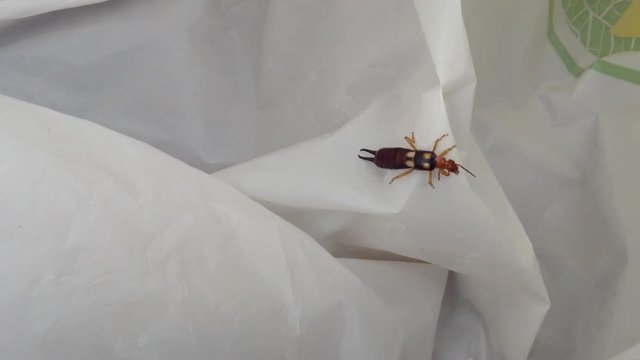 Earwig tick Forficula auricularia bug with 4 yellow dots creeps on white