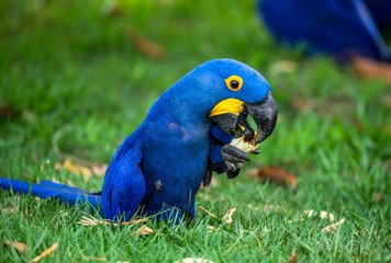 Hyacinth Macaw is sitting on the grass and eating nuts. South America. Brazil. Pantanal National Park.