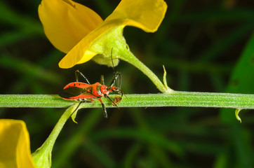beetle on a flower