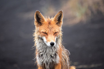 Naklejka na ściany i meble Funny red fox stretches. Concept - funny animals in the wild