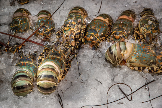 Painted spiny lobster ( Panulirus versicolor ) are seafood raw material Expensive luxury restaurant level.