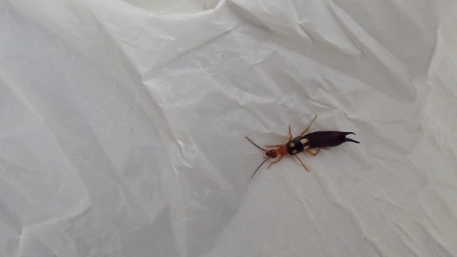 Earwig tick Forficula auricularia insect bug with 4 yellow dots creeps on white