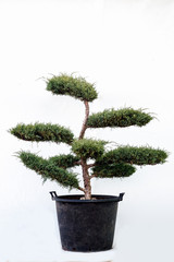 Potted tree on a white background