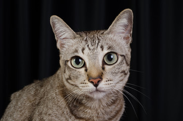 Cat on a black background 