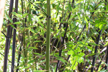 Black bamboo stems on sunlight close up