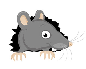 Cute gray rat gnawed a hole on a white background.