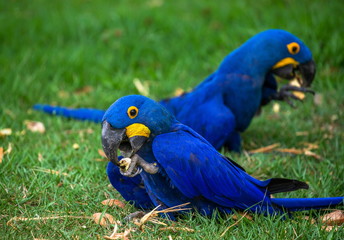 Two Hyacinth Macaws are sitting on the grass and eating nuts. South America. Brazil. Pantanal National Park.