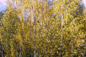 The space of the image is occupied by the crowns of several birches in autumn attire of yellow leaves on a clear Sunny day, close-up, toned.