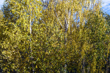 Fototapeta premium The space of the image is occupied by the crowns of several birches in autumn attire of yellow leaves on a clear Sunny day, close-up.