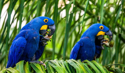 Two Hyacinth Macaws are sitting on a palm tree and eating nuts. South America. Brazil. Pantanal National Park.