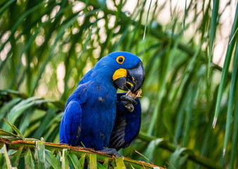 Hyacinth Macaw is sitting on a palm tree and eating nuts. South America. Brazil. Pantanal National Park.