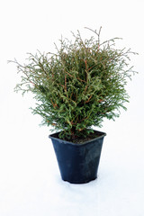 Potted tree on a white background